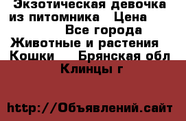 Экзотическая девочка из питомника › Цена ­ 25 000 - Все города Животные и растения » Кошки   . Брянская обл.,Клинцы г.